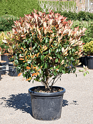 Lush Chinese Photinia x fraseri 'Red Robin' Outdoor Plants