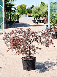 Lush Japanese Maple Acer palmatum 'Garnet' (170-200) Indoor House Plants