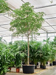 Lush Verawood Bulnesia arborea Tall Indoor House Plants Trees