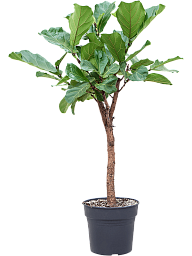 Lush Fiddle Leaf Fig Ficus lyrata Indoor House Plants
