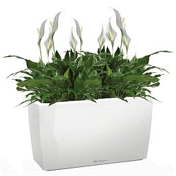 Blooming Spathiphyllum Chopin in LECHUZA CARARO Self-watering Planter, Total Height 70 cm