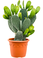Easy-Care Barbary Fig Opuntia indica Indoor House Plants