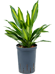 Colorful Corn Plant Dracaena fragrans 'Cintho' Indoor House Plants
