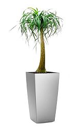 Nolina in LECHUZA CUBICO Self-watering Planter, Total Height 120 cm