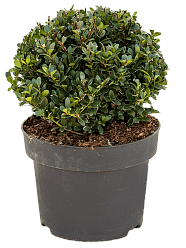 Cute Japanese Holly Ilex crenata 'Dark Green'