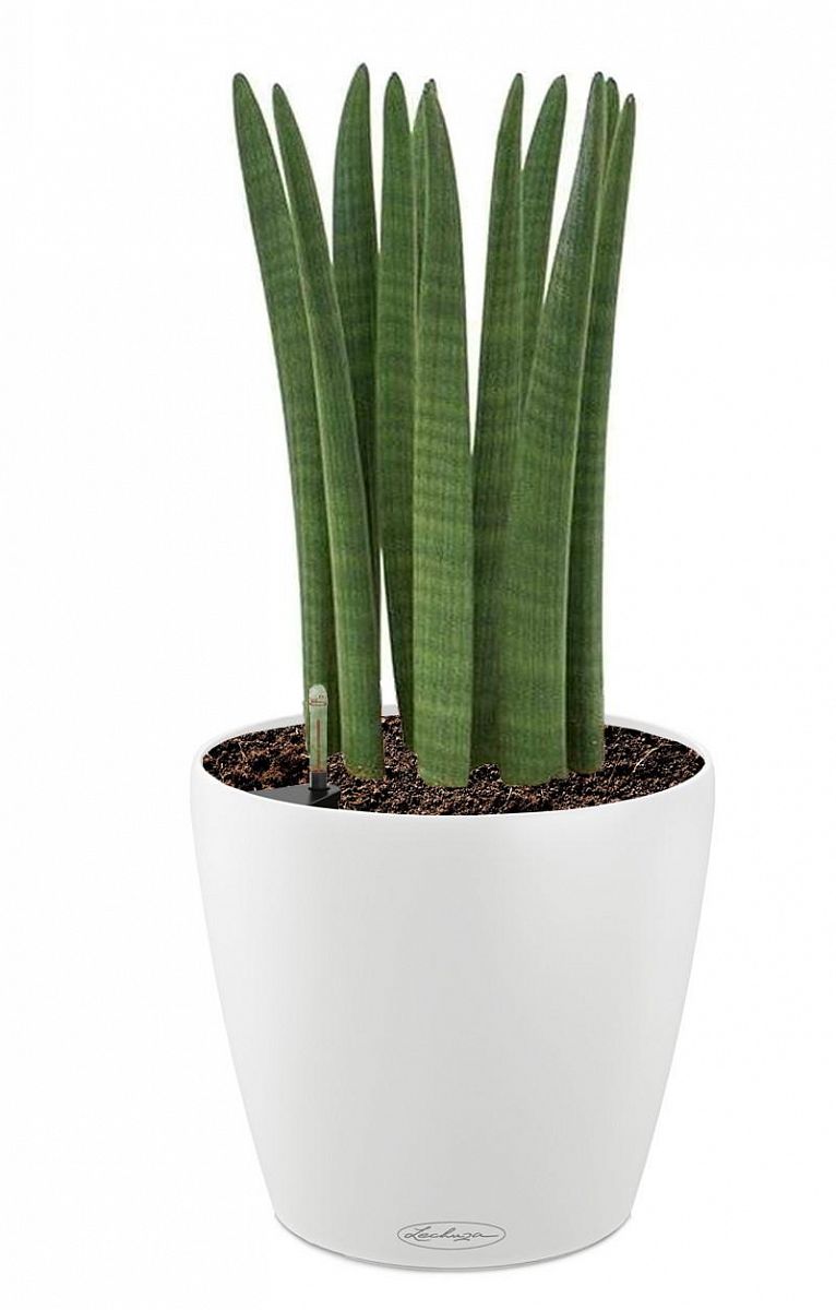 Sansevieria Cylindrica in LECHUZA CLASSICO Color Self-watering Planter, Total Height 55 cm