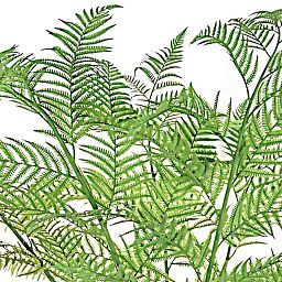 Palm Alsophila Artificial Tree Plant
