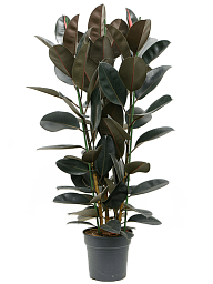 Lush Rubber Plant Ficus elastica 'Abidjan' Indoor House Plants