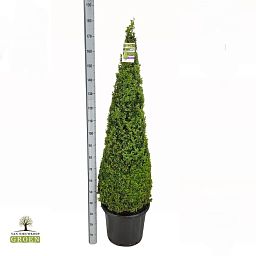 Buxus Sempervirens Piramide 120-130