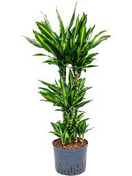 Colorful Corn Plant Dracaena fragrans 'Cintho' Indoor House Plants
