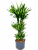 Colorful Corn Plant Dracaena fragrans 'Cintho' Indoor House Plants