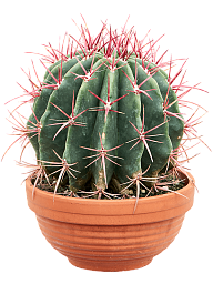 Cute Blue Barrel Cactus Ferocactus covillei Indoor House Plants