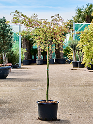 Acer pal. diss. 'Viridis'