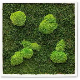 PREMIUM Moss Wall Art Artificial Moss Plant