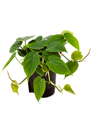 Lush Heart-Leaf Philodendron scandens Indoor House Plants