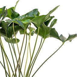 Shade-loving Flamingo Flower Anthurium 'Arrow' Indoor House Plants