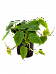 Lush Heart-Leaf Philodendron scandens Indoor House Plants