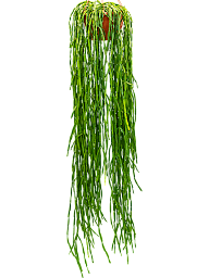 Easy-Care Mistletoe Cactus Rhipsalis paradoxa Indoor House Plants