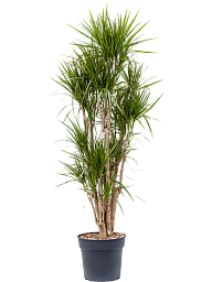 Showy Madagascar Dragon Tree Dracaena marginata Tall Indoor House Plants Trees