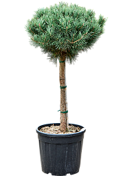 Showy Scots Pine Pinus sylvestris 'Watereri Nana' Outdoor Plants