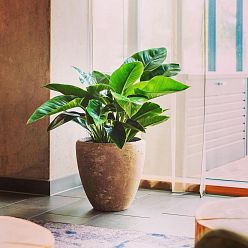 Composits Polystone Rock Plain Couple Indoor Planter Pot Composits Polystone Rock Plain Couple Indoor Planter Pot