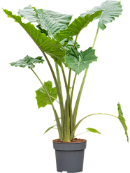 Easy-Care Elephant Ear Alocasia 'Portodora' Indoor House Plants