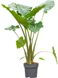 Easy-Care Elephant Ear Alocasia 'Portodora' Indoor House Plants