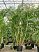 Lush Areca Palm Dypsis (Areca) lutescens Indoor House Plants