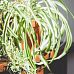 Fancy Spider Plant Chlorophytum comosum 'Bonnie' Indoor House Plants