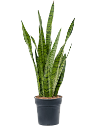 Elegant Snake Plant Sansevieria zeylanica Indoor House Plants