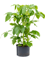 Cheerful Umbrella Tree Schefflera actinophylla 'Amate' Indoor House Plants