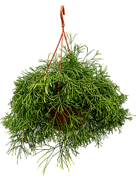 Shade-loving Easy Sweet Rhipsalis clavata Indoor House Plants