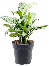Delicate Chinese Evergreen Aglaonema 'Christina' Indoor House Plants