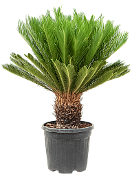 Sago Palm Cycas revoluta