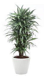 Dracaena Fragrans Warneckii in LECHUZA CLASSICO LS Self-watering Planter, Total Height 160 cm