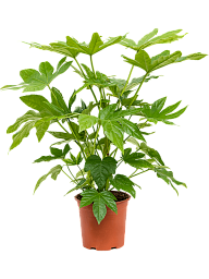 Lush Japanese Aralia Fatsia japonica Indoor House Plants