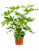 Lush Japanese Aralia Fatsia japonica Indoor House Plants