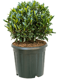 Lush Cherry Laurel Prunus laurocerasus 'Gajo'