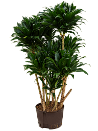 Easy-Care Corn Plant Dracaena fragrans 'Compacta' Indoor House Plants