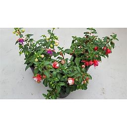 Fuchsia Bella Fuchsia Bush