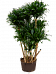 Easy-Care Corn Plant Dracaena fragrans 'Compacta' Indoor House Plants