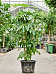 Cheerful Umbrella Tree Schefflera actinophylla 'Amate' Indoor House Plants