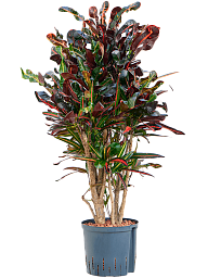 Striking Croton (Codiaeum) variegatum 'Mammi' Indoor House Plants