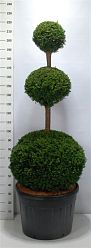 Photogenic English Yew Taxus baccata