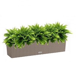 Nephrolepis Exaltata (Sword Fern) in LECHUZA BALCONERA Cottage Self-watering Planter, Total Height 5