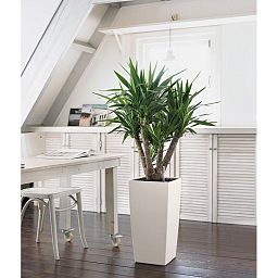 Yucca in LECHUZA CUBICO Self-watering Planter, Total Height 110 cm
