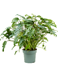 Lush Heart-Leaf Philodendron 'Xanadu' Indoor House Plants