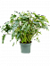 Lush Heart-Leaf Philodendron 'Xanadu' Indoor House Plants