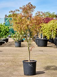 Acer pal. 'Linearilobum' (120-160)