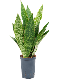 Fabulous Snake Plant Sansevieria masoniana 'Dragon' Indoor House Plants